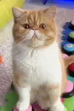 котик.webp котик.webp